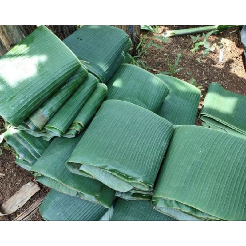 

Daun pisang kepok segar