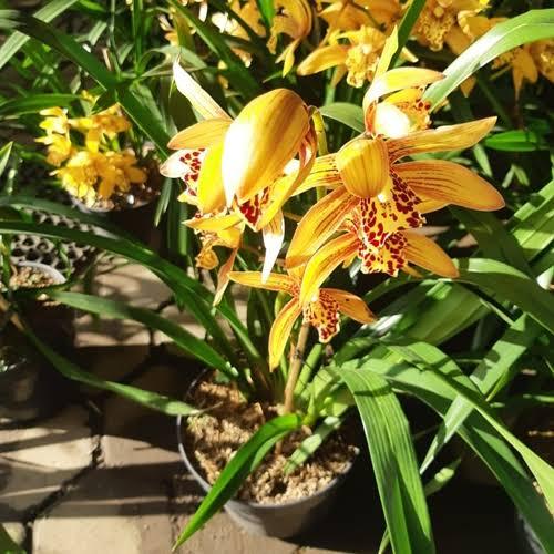 anggrek Cymbidium chen rubby knop siap mekar