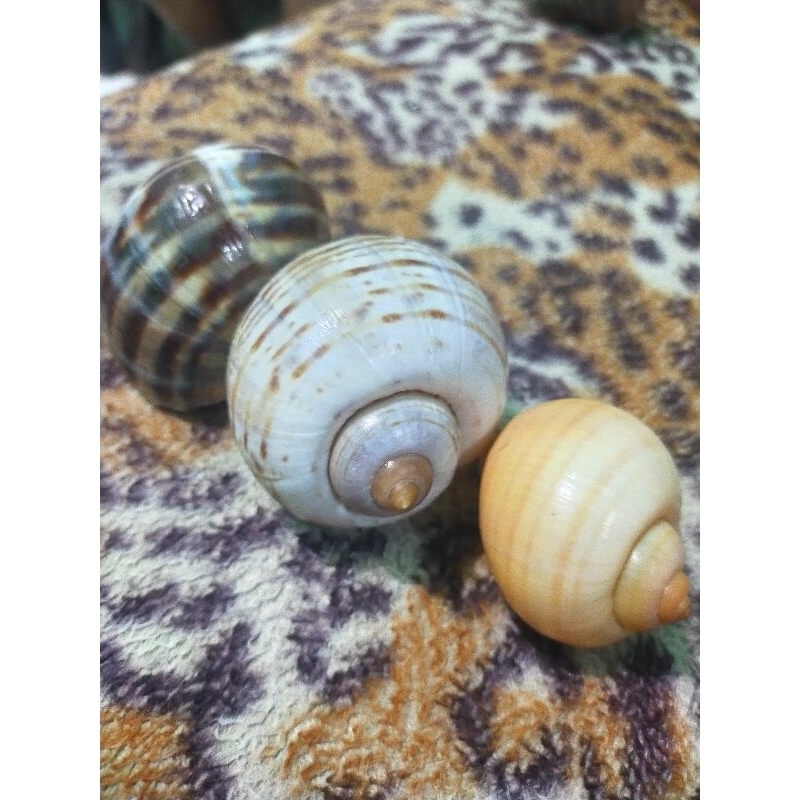 Cangkang Keong Kerajinan dan rumah Keong 1pcs