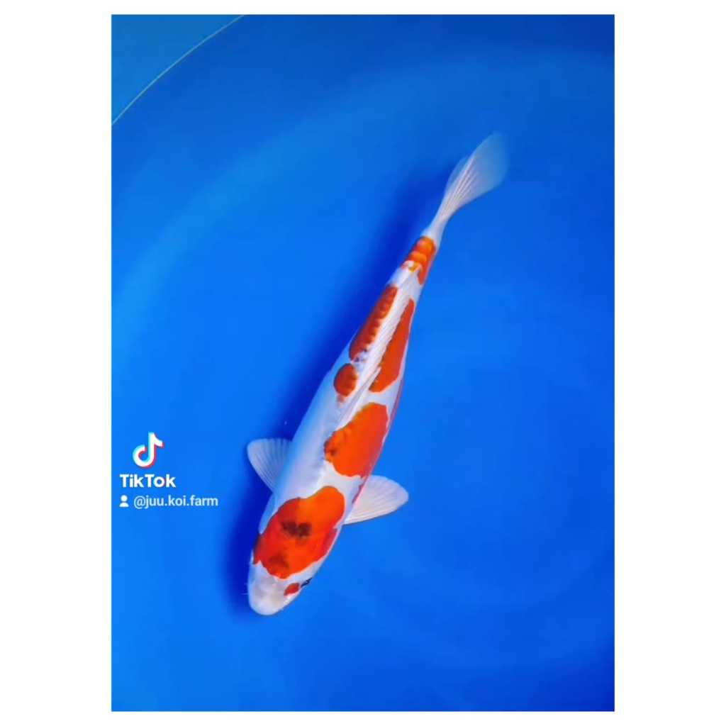 Koi Jumbo Kujaku Doitsu size 40bu