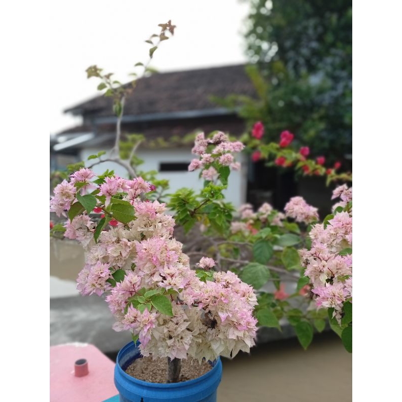 Bibit bougenville hawai putih (cerry bolsom)