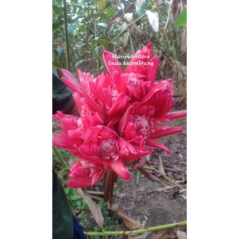 

KECOMBRANG MERAH SEGAR PERTANGKAI