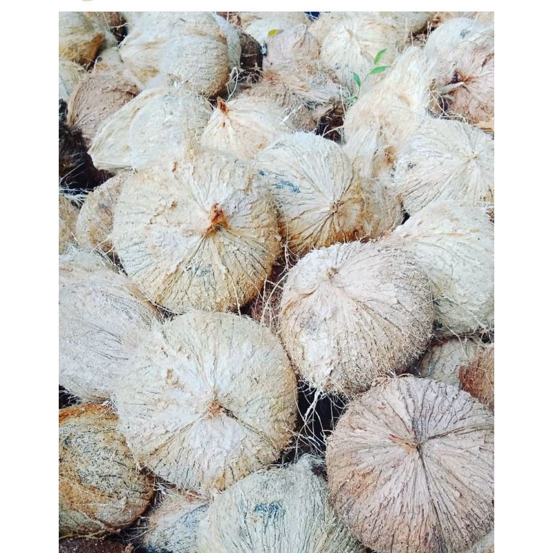 

Kelapa kupas siap parud