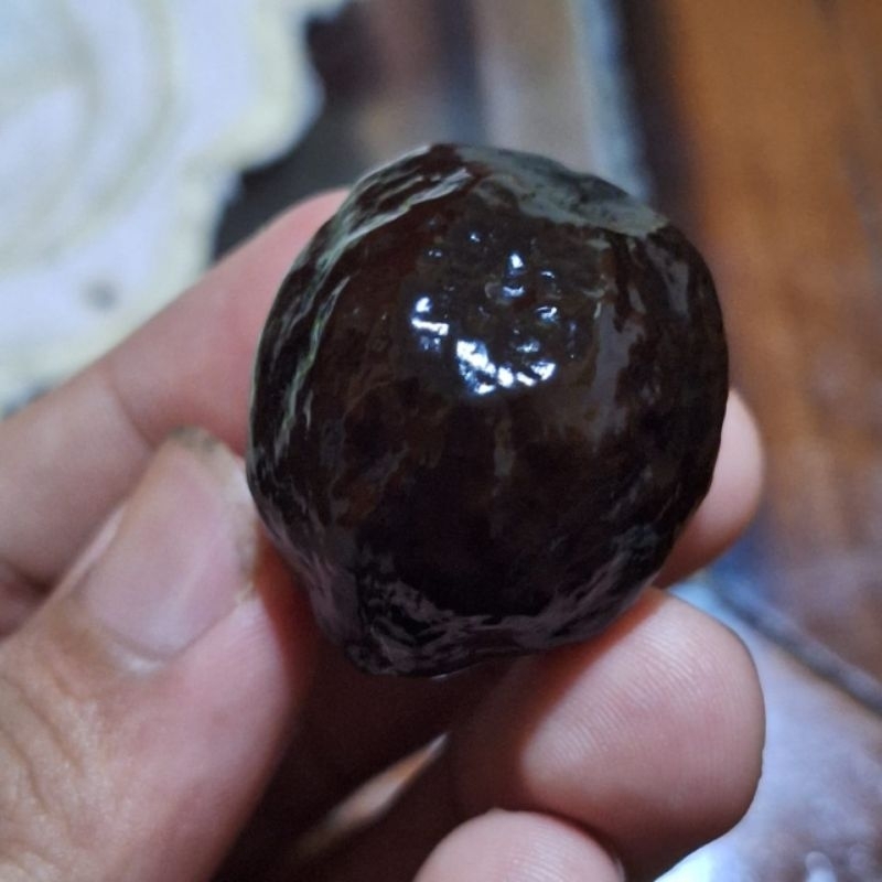 MUNCANG ADU JENIS JALIM CP ORIGINAL