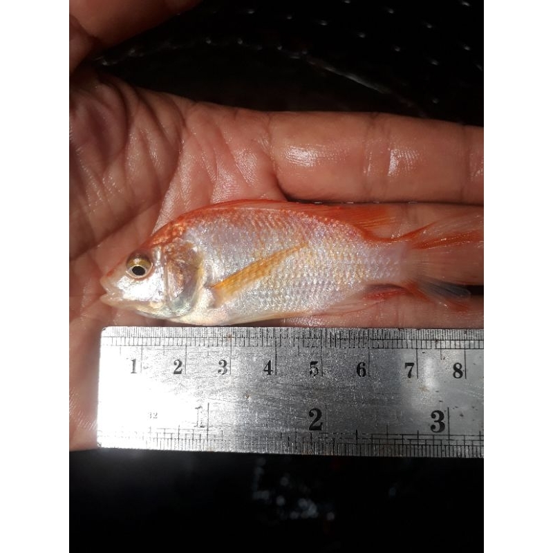 Bibit Nila Merah Bangkok