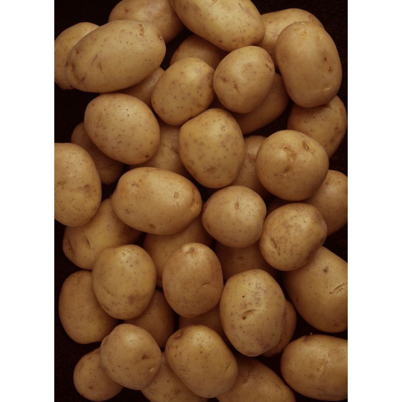 

Kentang Lokal/Kentang 1 kg