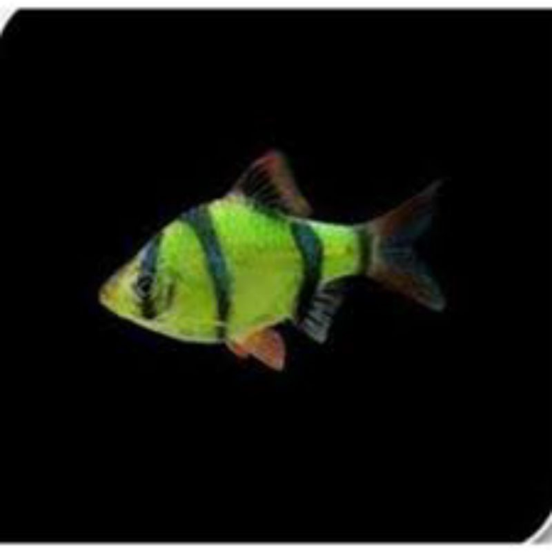 Sumatra Tiger warna hijau aquascape/ikan hias aquarium