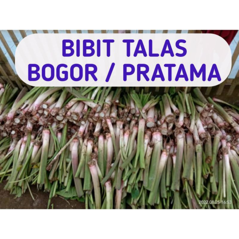BIBIT TALAS PRATAMA / TALAS BOGOR PER 100 POHON