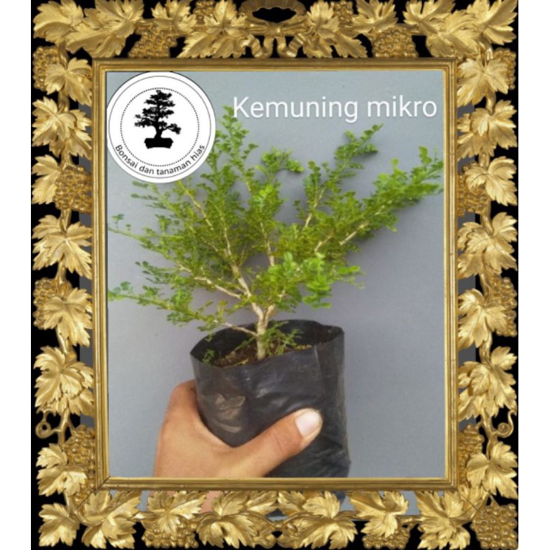Bahan Bonsai Kemuning Super Mikro