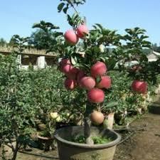 BIBIT BUAH APEL MERAH