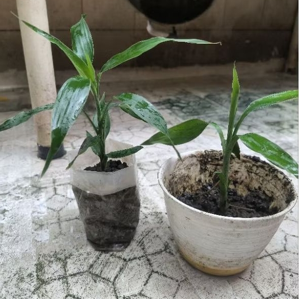 tanaman hias bambu rezeki lucky bamboo bambu hoki keberuntungan kwan im tek dracaena sanderian