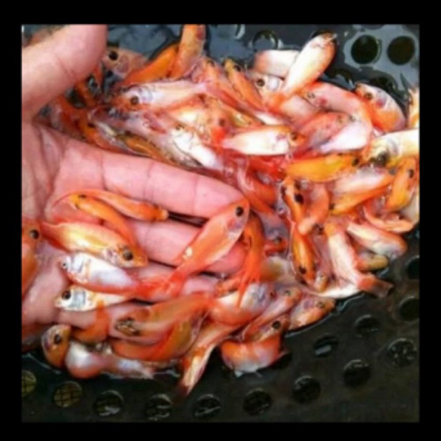 BiBit ikan nila merah kakap padang sehat berkwalitas.