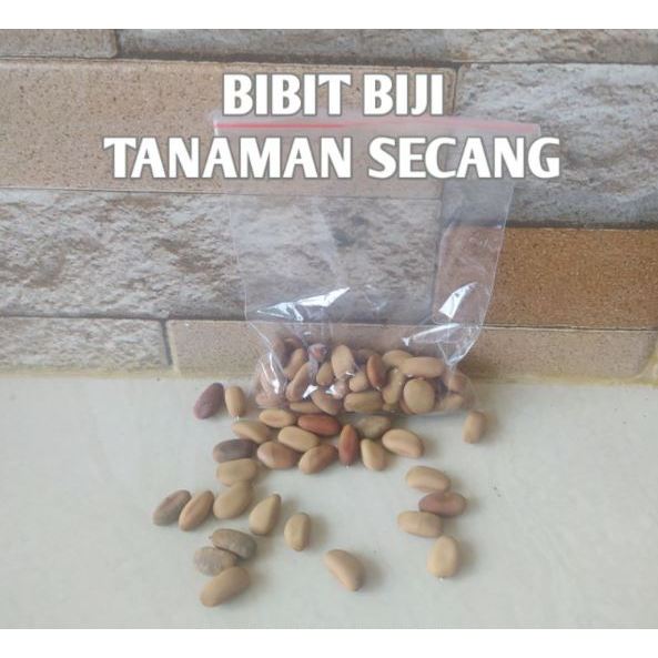 

Biji secang kering 100gram