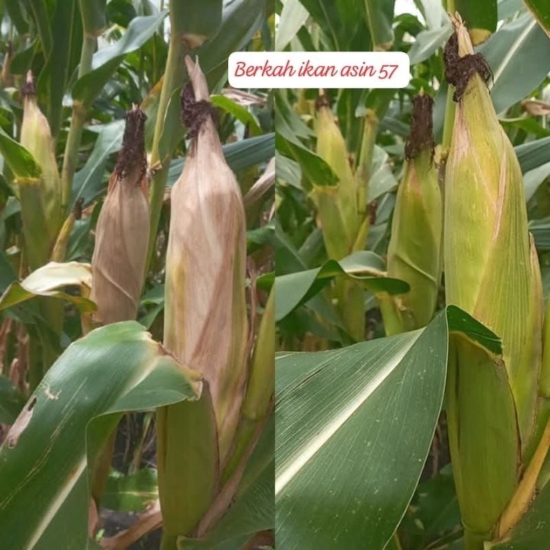 GROSIR TERMURAH1kg BENIH JAGUNG F2 PERKASA UNGGUL SIAP TANAM