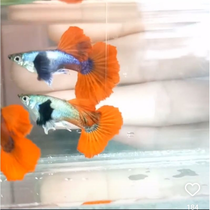 Guppy prtde sepasang