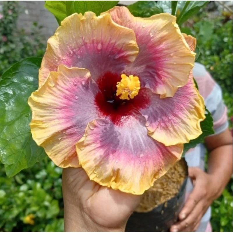 Tanaman Hibiscus nos 28 termurah / hibiscus import / hibiscus laluna garden
