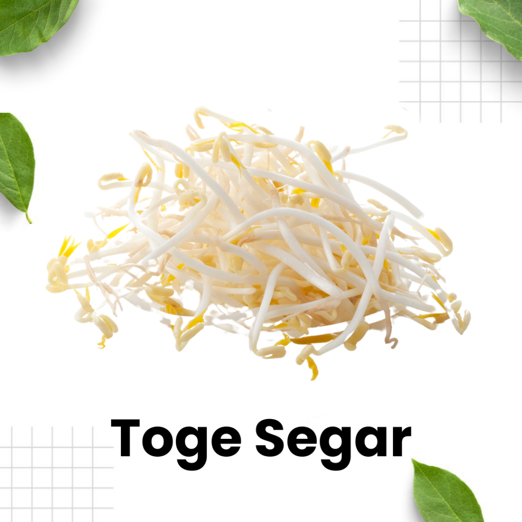 

Toge atau Kecambah Segar / toge sayur / toge panjang / kecambah segar / sayur kecambah