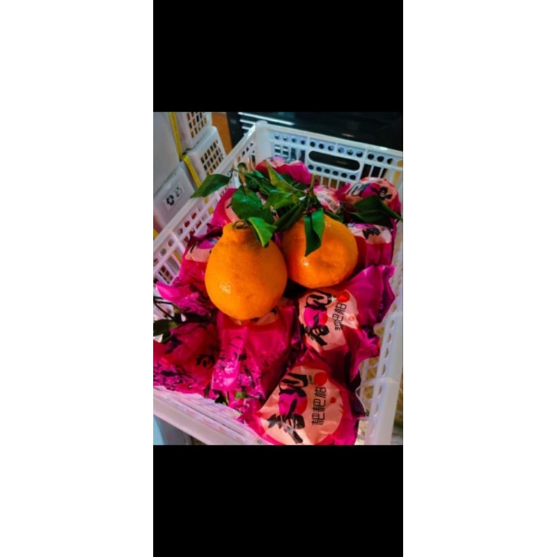 

promo hari ini jeruk papagam jumbo bulir besar