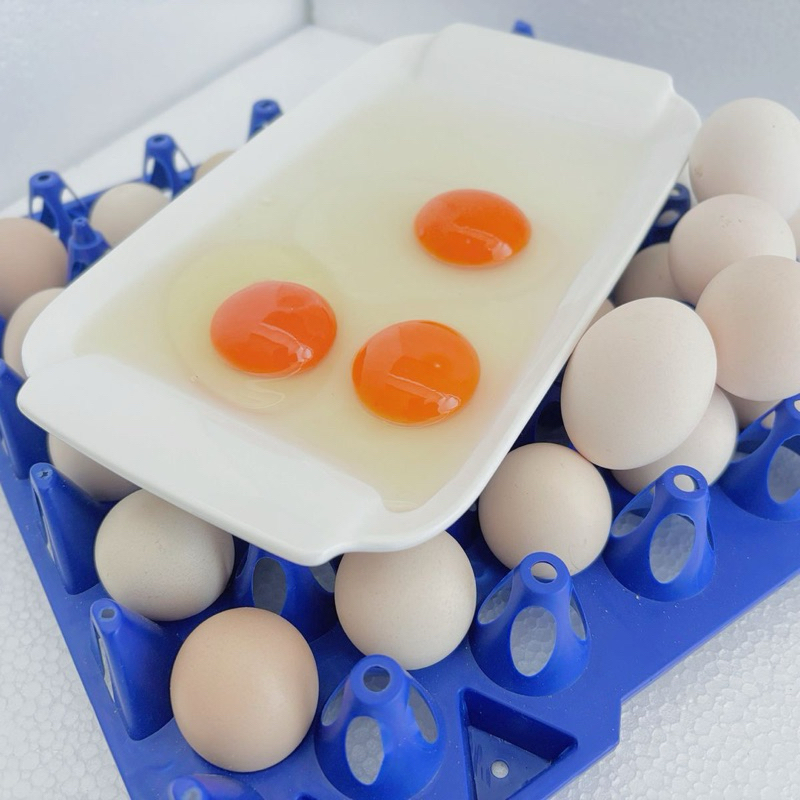 

Telor Ayam Kampung Omega