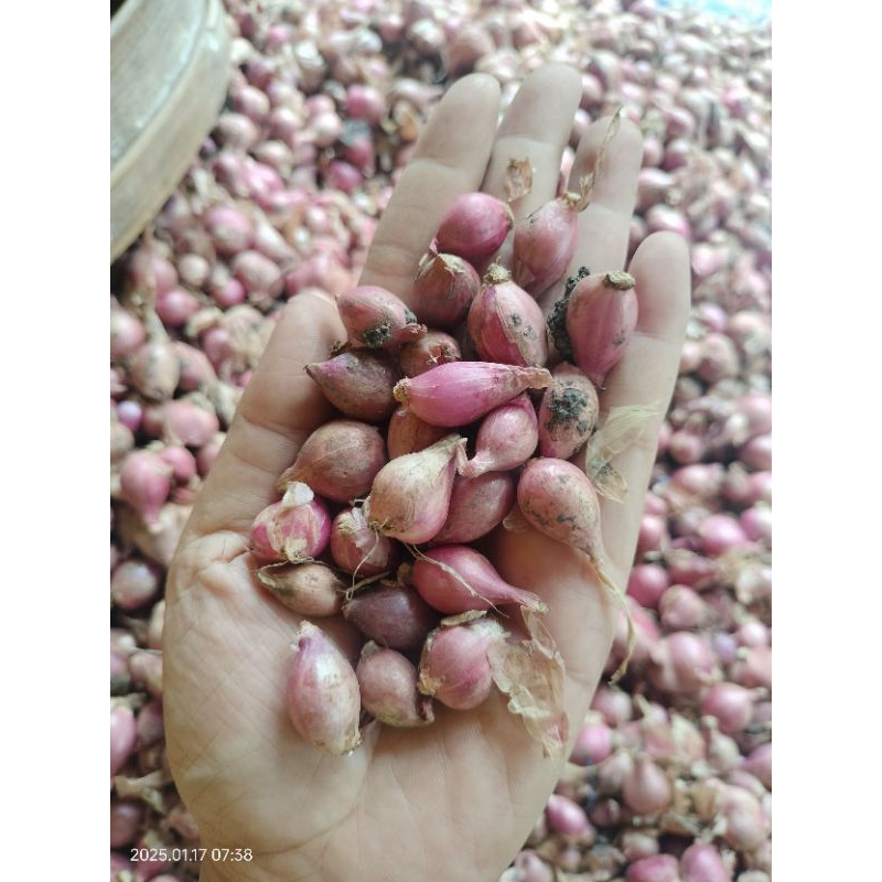 

Bawang Merah Lembut Gerusan Kecil kemasan 1kg