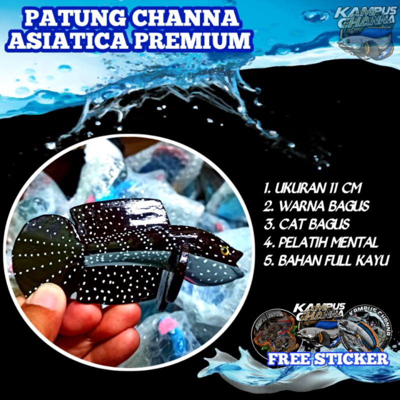 PATUNG CHANNA ASIATICA PREMIUM