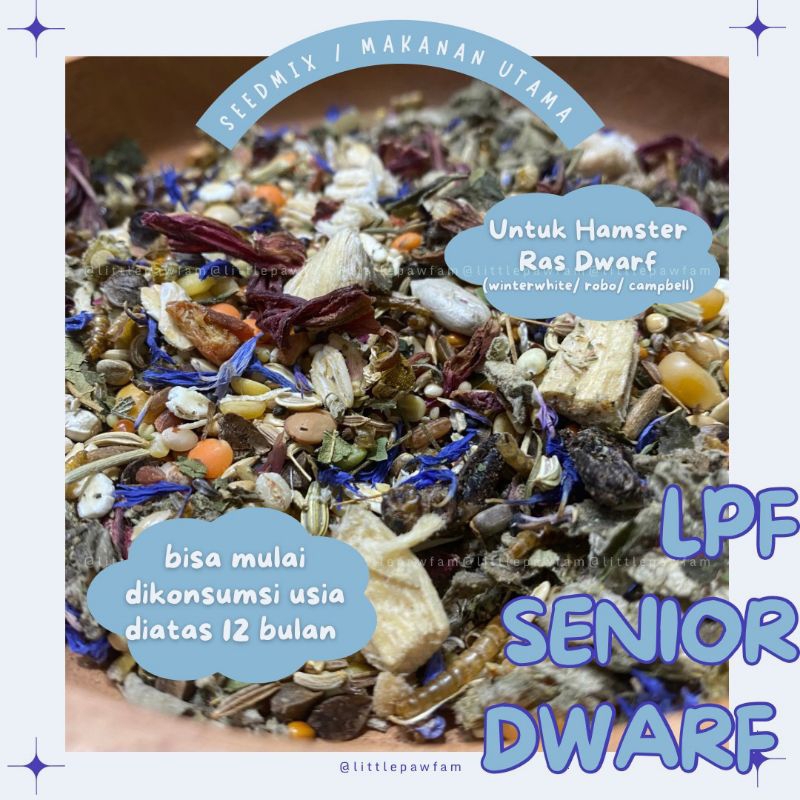 LPF SENIOR DWARF MAKANAN HAMSTER DWARF ROBO ROBOROVSKI CAMPBELL WINTER WHITE USIA SENIOR