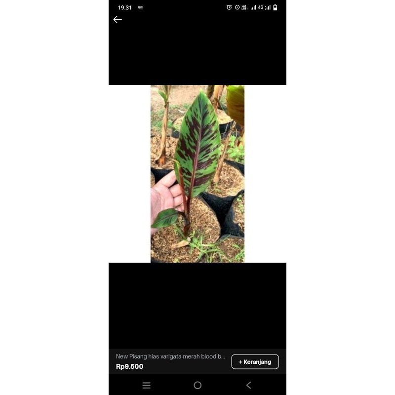 New pisang hias varigata merah blood banana(Musa acuminata