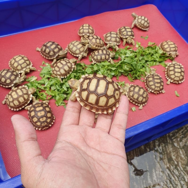 TELUR KURA KURA SULCATA ASLI DI JAMIN MENETAS SIAP UNTUK DI TETASKAN