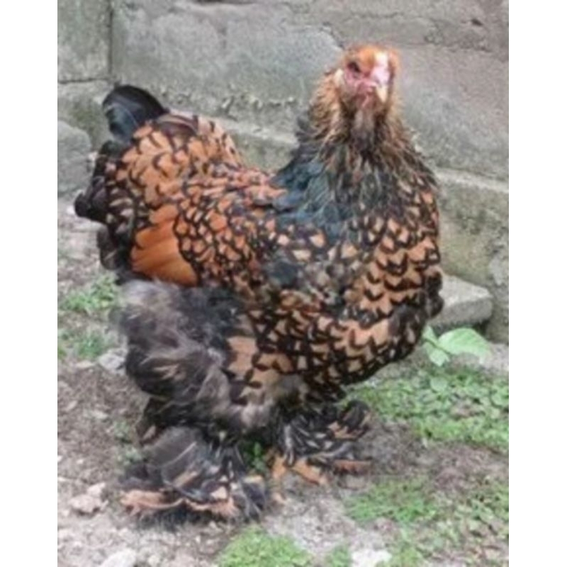 TELUR AYAM HIAS BRAHMA GOLD LECED ORIGINAL UNTUK DI TETASKAN