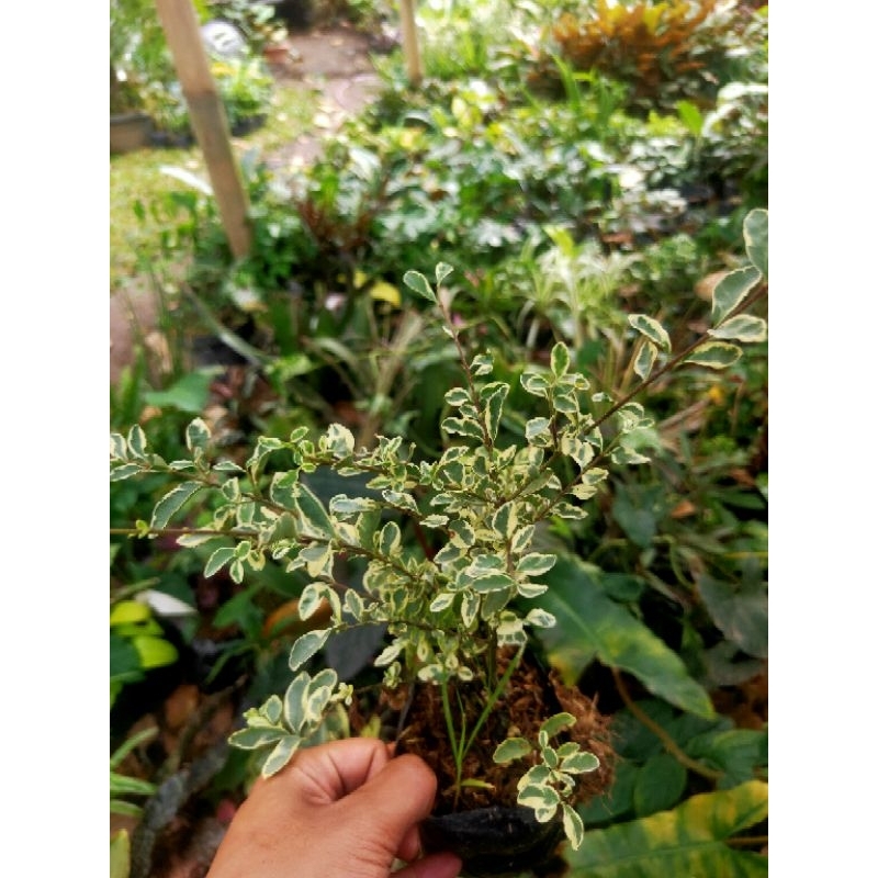Tanaman Hias Legistrum putih varigata