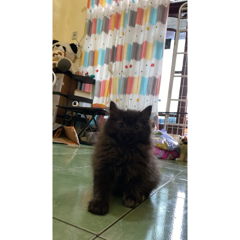 kitten persia mix maincone