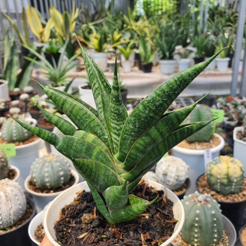 Sansevieria Hybrid Sindoro Sansi hibrid sanseviera sindoro silangan ngipas
