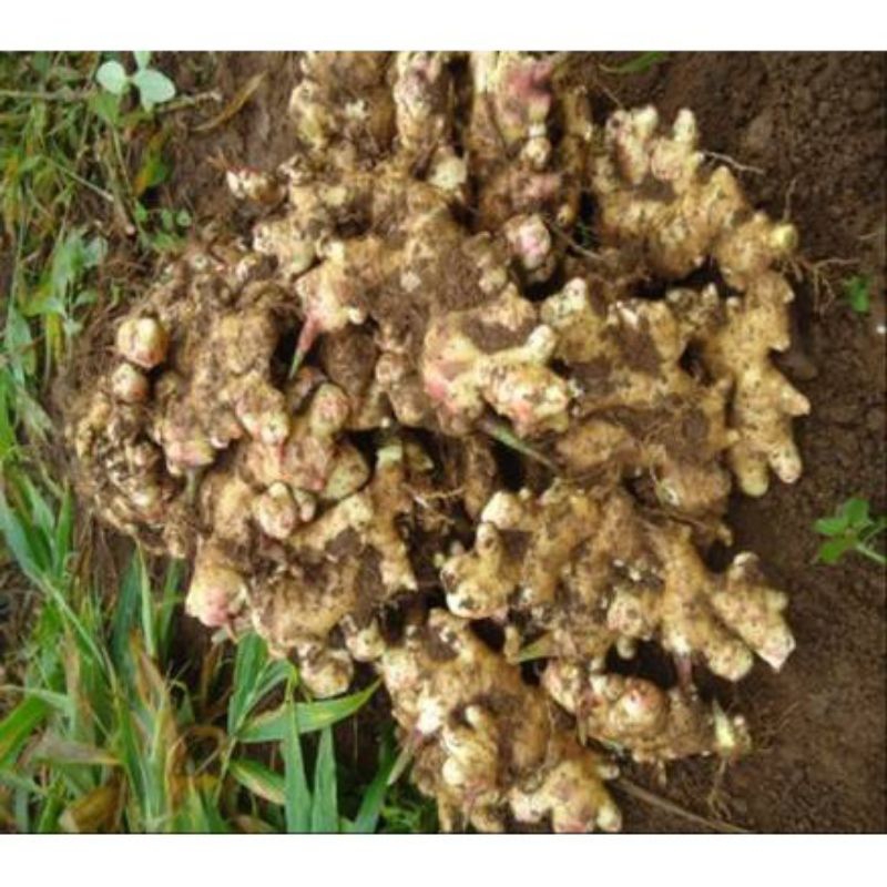 

Fresh Rempah Jahe Emprit / Jahe Kecil 500gr