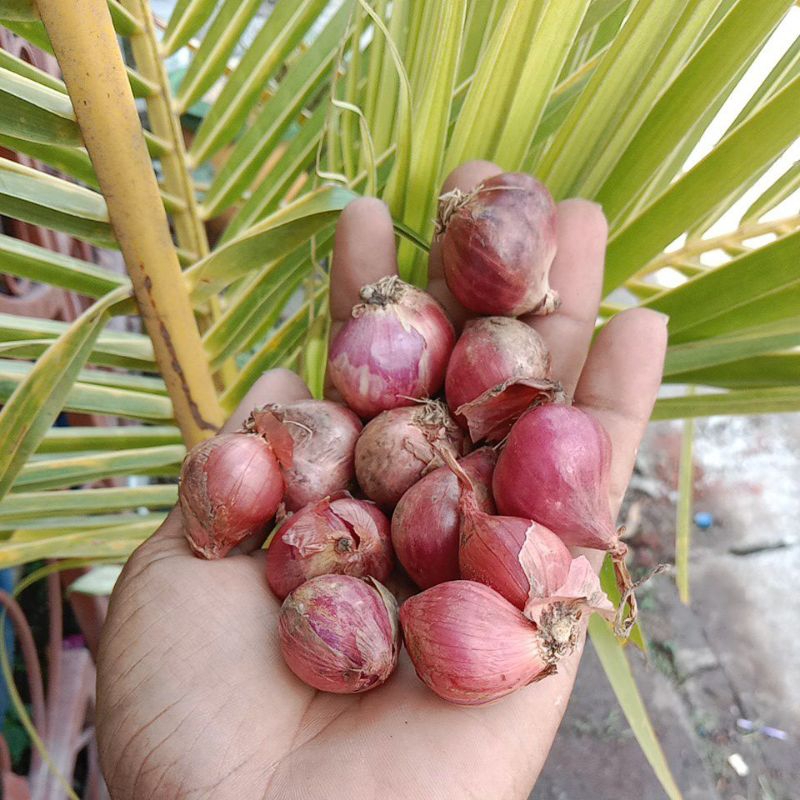 

Bawang Merah Nganjuk ukuran SEDANG kering