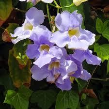 Tumbergia biru