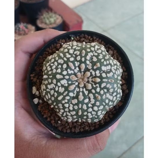 Astrophytum Asterias Super Kabuto