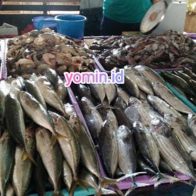 

Ikan Laut/Ikan Mentah/Murah/Random (Tidak boleh memilih) Bukan Frozen