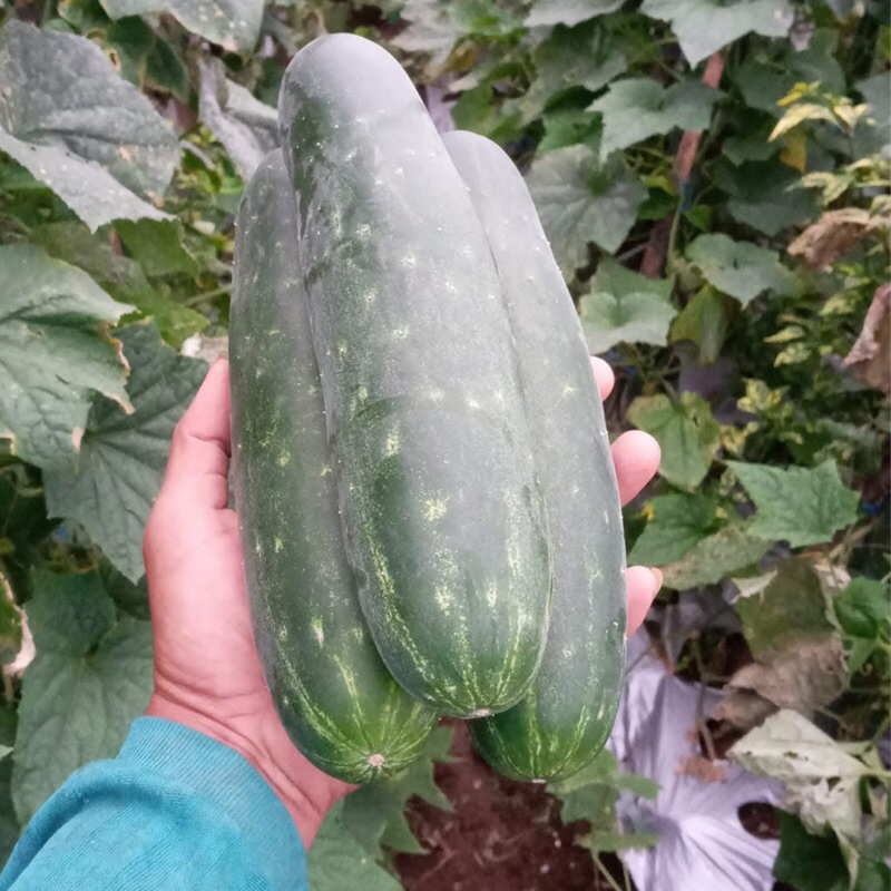 

Timun Fresh 1 Kilo