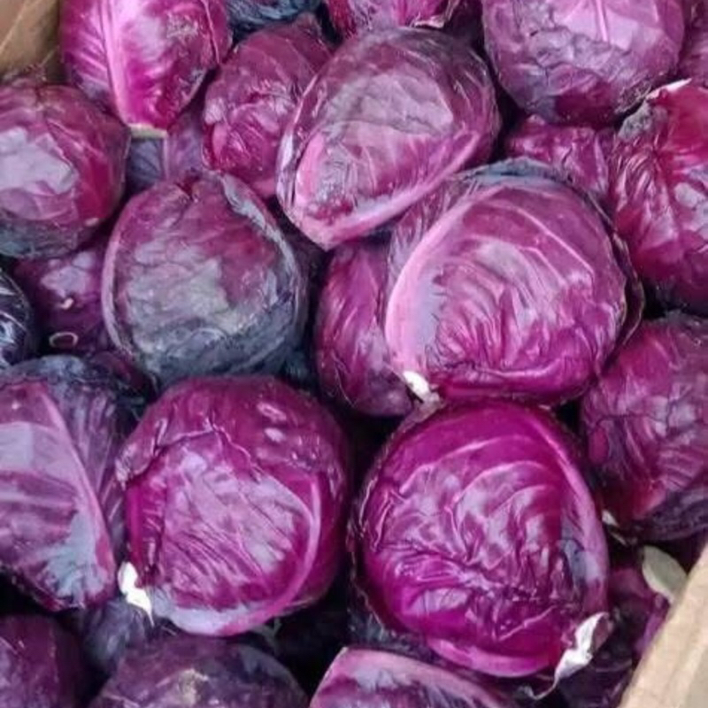 

Kubis Merah / Kubis Ungu Segar