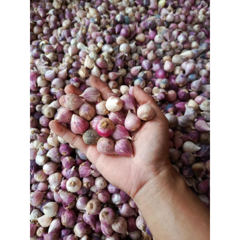 

Bawang Putih Tunggal KECIL 500 gram