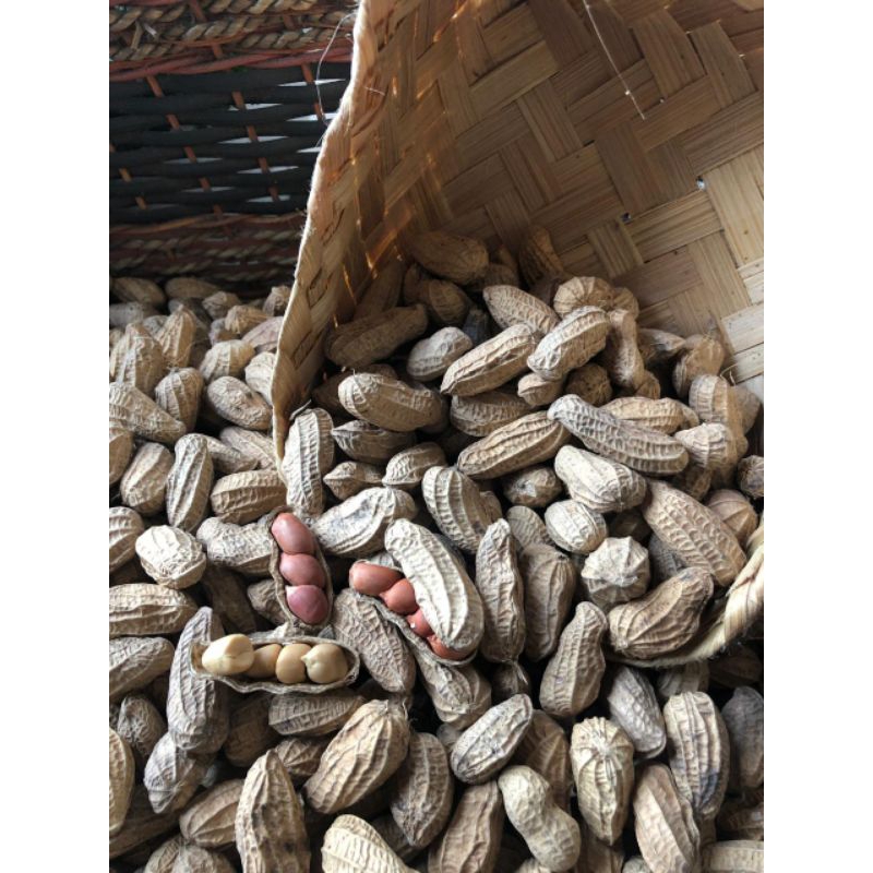 

KACANG GORENG SANGRAI ASLI