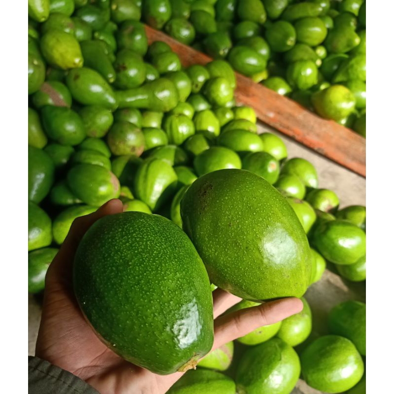 

Alpukat mentega