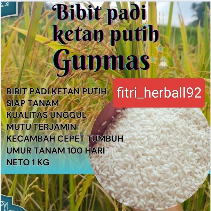 Benih padi ketan putih grendil bisa di tanam di sawah dan di darat umur padi ketan 100 hari paket 1k