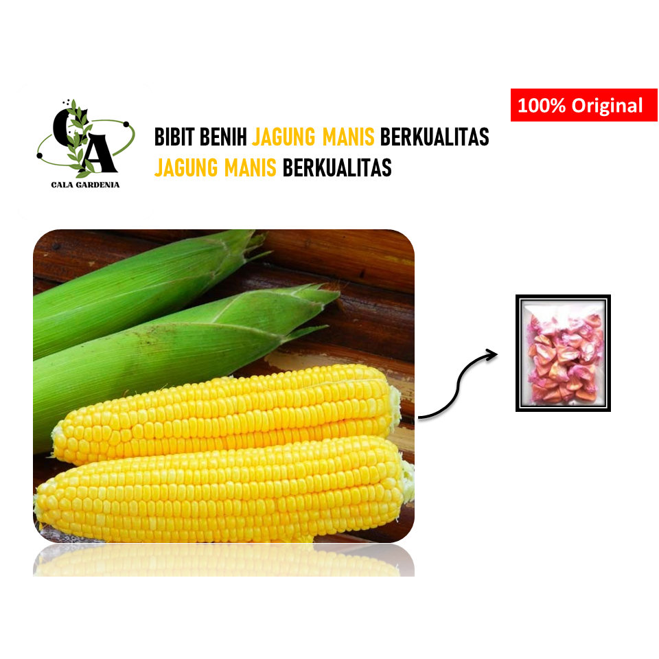 

JAGUNG SAYUR SUPER MANIS 5 BIJI BENIH JAGUNG MANIS F1 SUPER SAYURAN JAGUNG MANIS BERKUALITAS