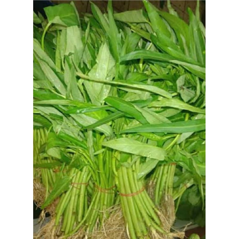 

kangkung 1 ikat dan 1kg
