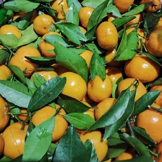 

[SANTANG MANIS KIRIM INSTAN/SAMEDAY] Jeruk santang daun Sweet Fresh FULL MANIS BEST SELLER
