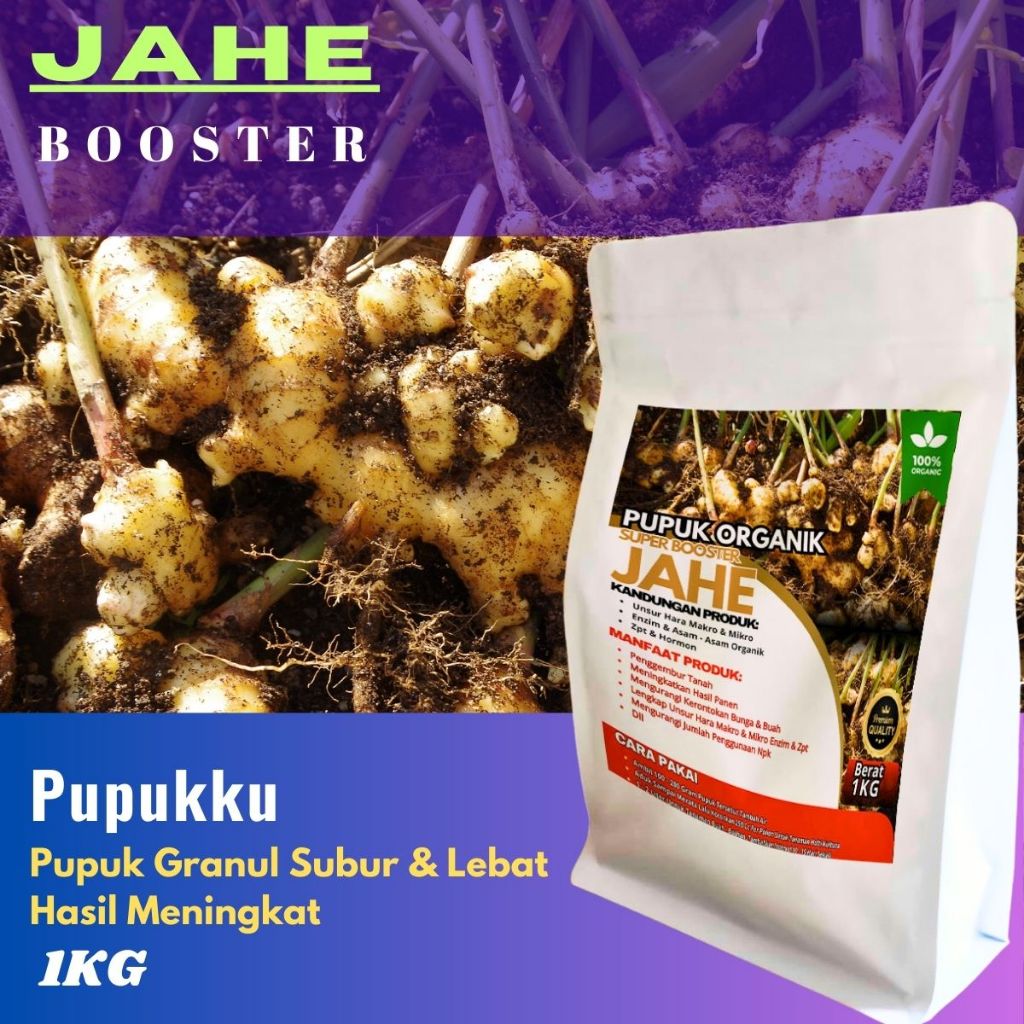 Pupuk Jahe Pemacu Pertumbuhan Rimpang Jahe Booster Jahe Pembesar Rimpang Penyubur Tanaman Jahe