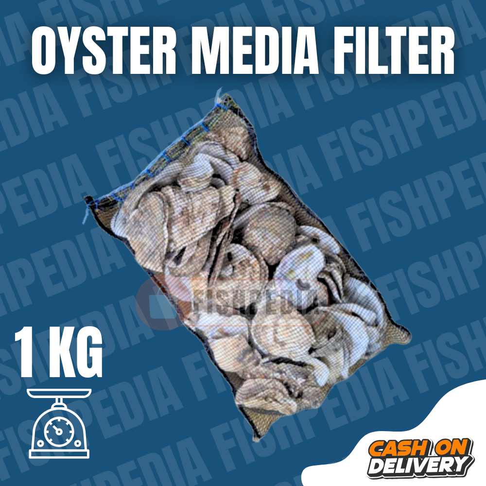 kulit kerang media filter / cangkang kerang / oyster shell