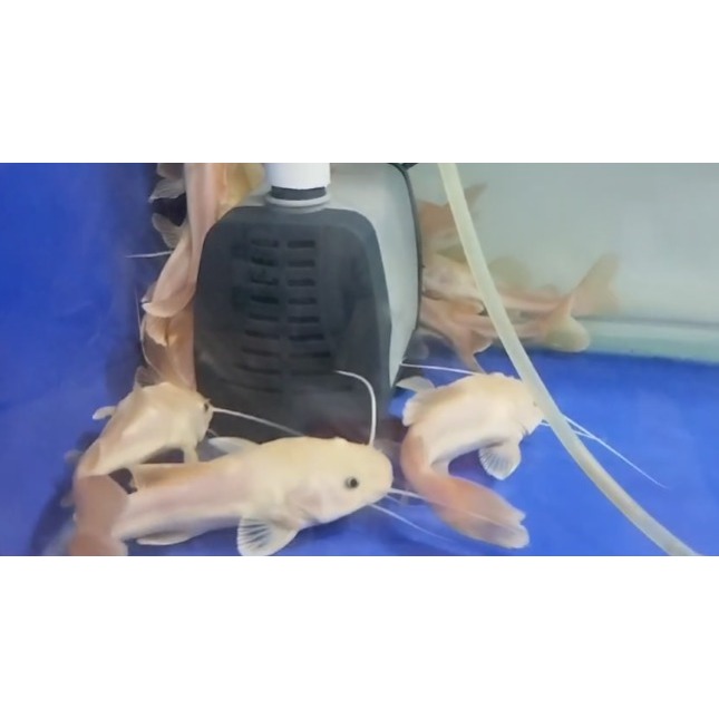 RTC Phantom ( Red Tail Cat Fish Phantom 15cm )