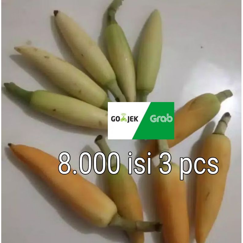 kembang kantil putih or kuning 3 biji harga 8000 kembang cempaka kantil kuncup